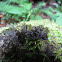 Hornwort moss
