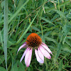 Purple Cone Flower