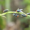 Oriental Latrine Fly