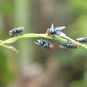 Oriental Latrine Fly