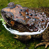 Asian Common Toad