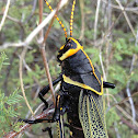 Horse Lubber Grasshopper