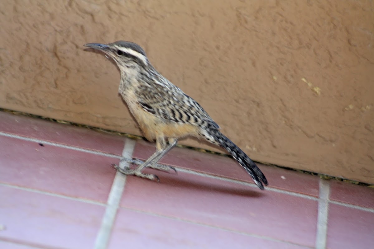 Cactus Wren