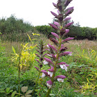 Acanthus