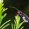 Hestiochora  Moth