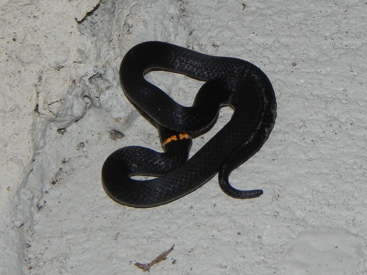 Southern Ring-necked snake (hatchling)