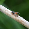 Red Wasp