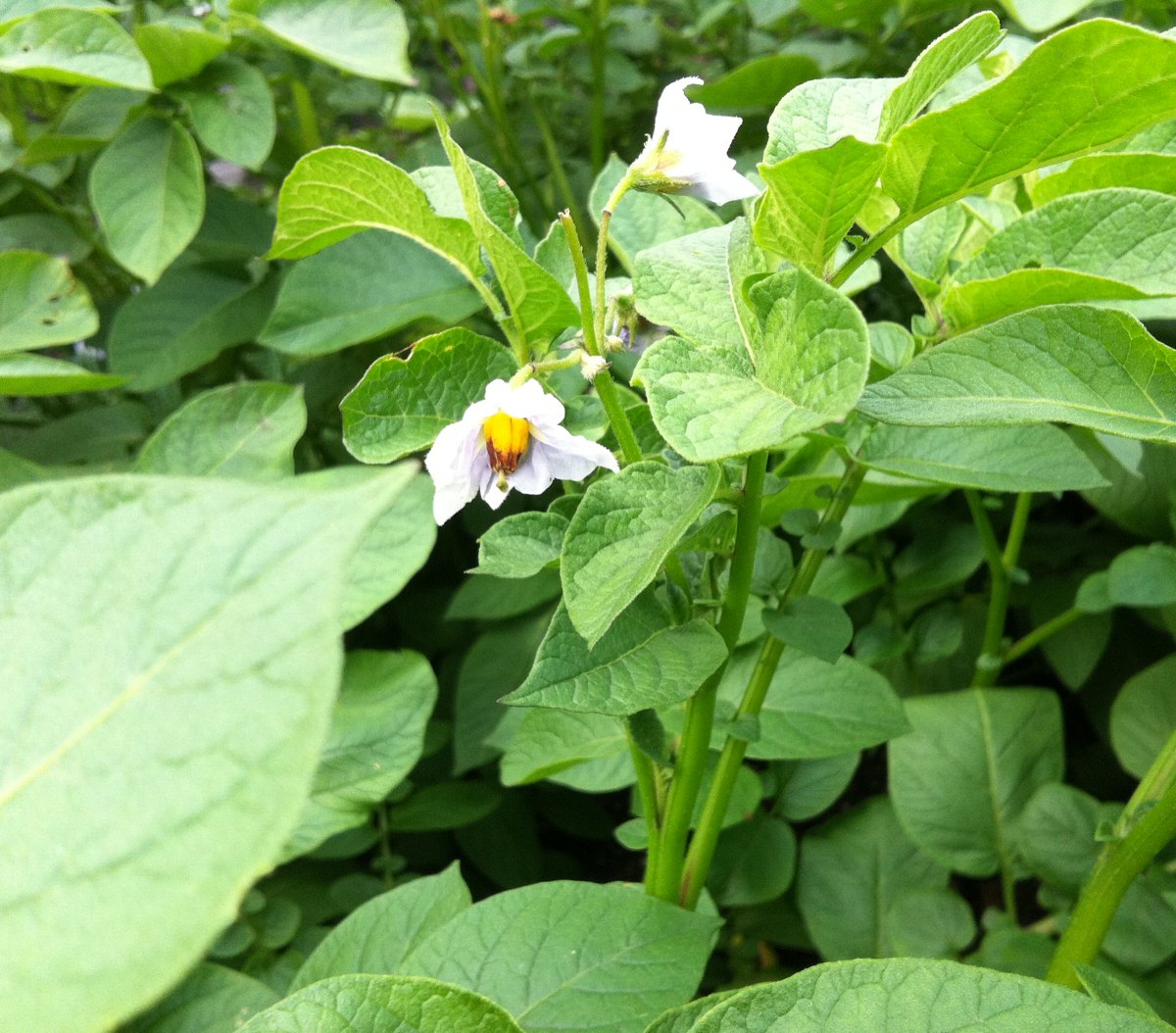 Potato flower 