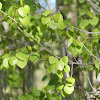 Quaking Aspen