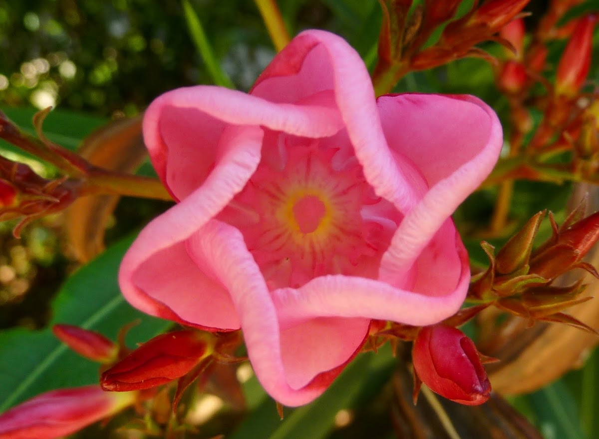 Oleander (flowers)