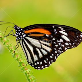 Butterfly by Nandes Sicknoise - Animals Insects & Spiders