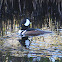 hooded merganser