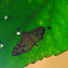 Hibiscus Leaf Roller