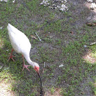 White Ibis