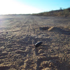 Desert Stink Beetle