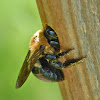 Eastern carpenter bee (female)