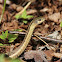 Eastern Garter Snake