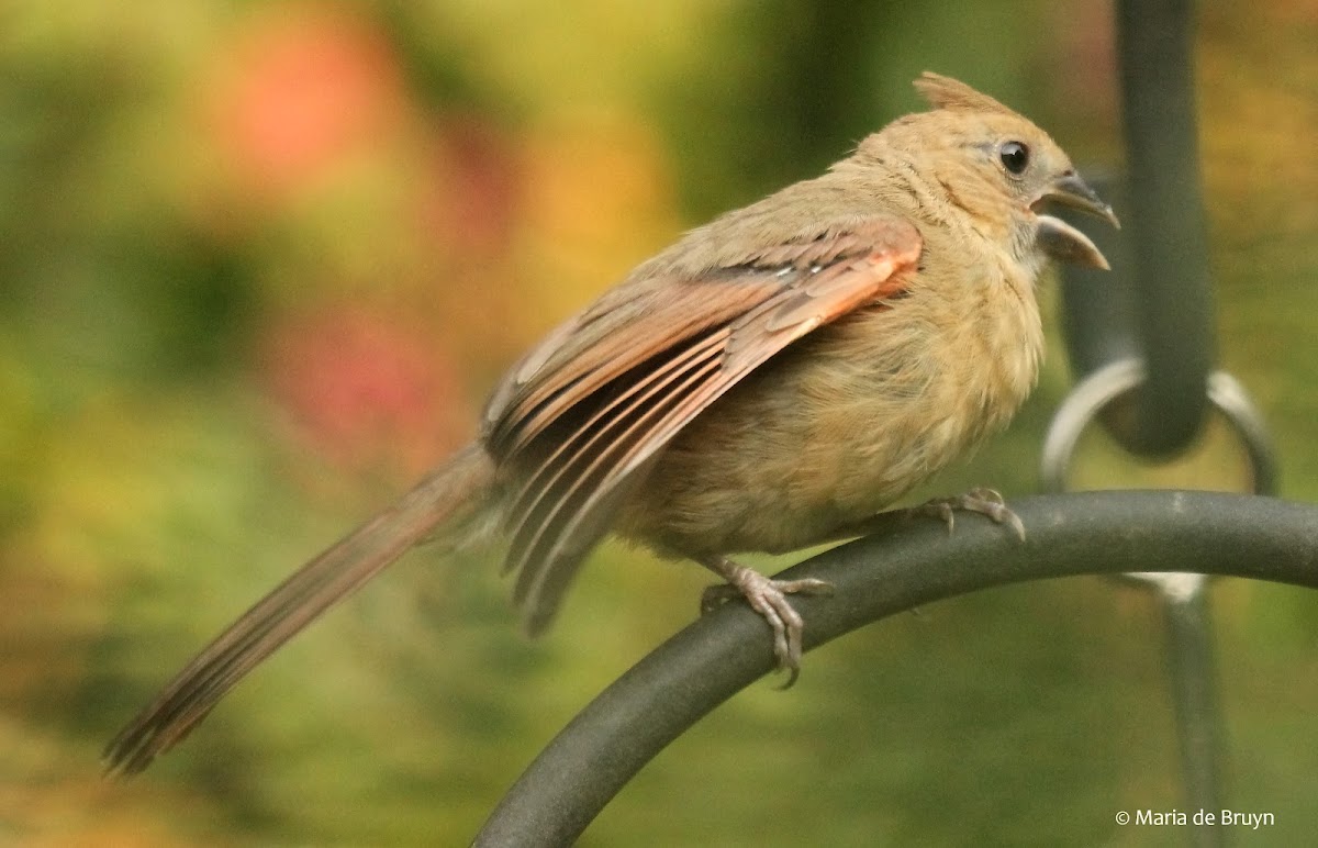Northern cardinal, feeding offspring