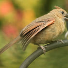 Northern cardinal, feeding offspring