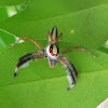 Two-striped Jumping Spider ( male )