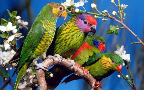 Parrot Wallpaper Screenshots 11