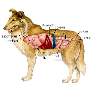 Animal Anatomy and Physiology 1.7 Icon