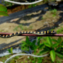Twin-Barred Tree Snake