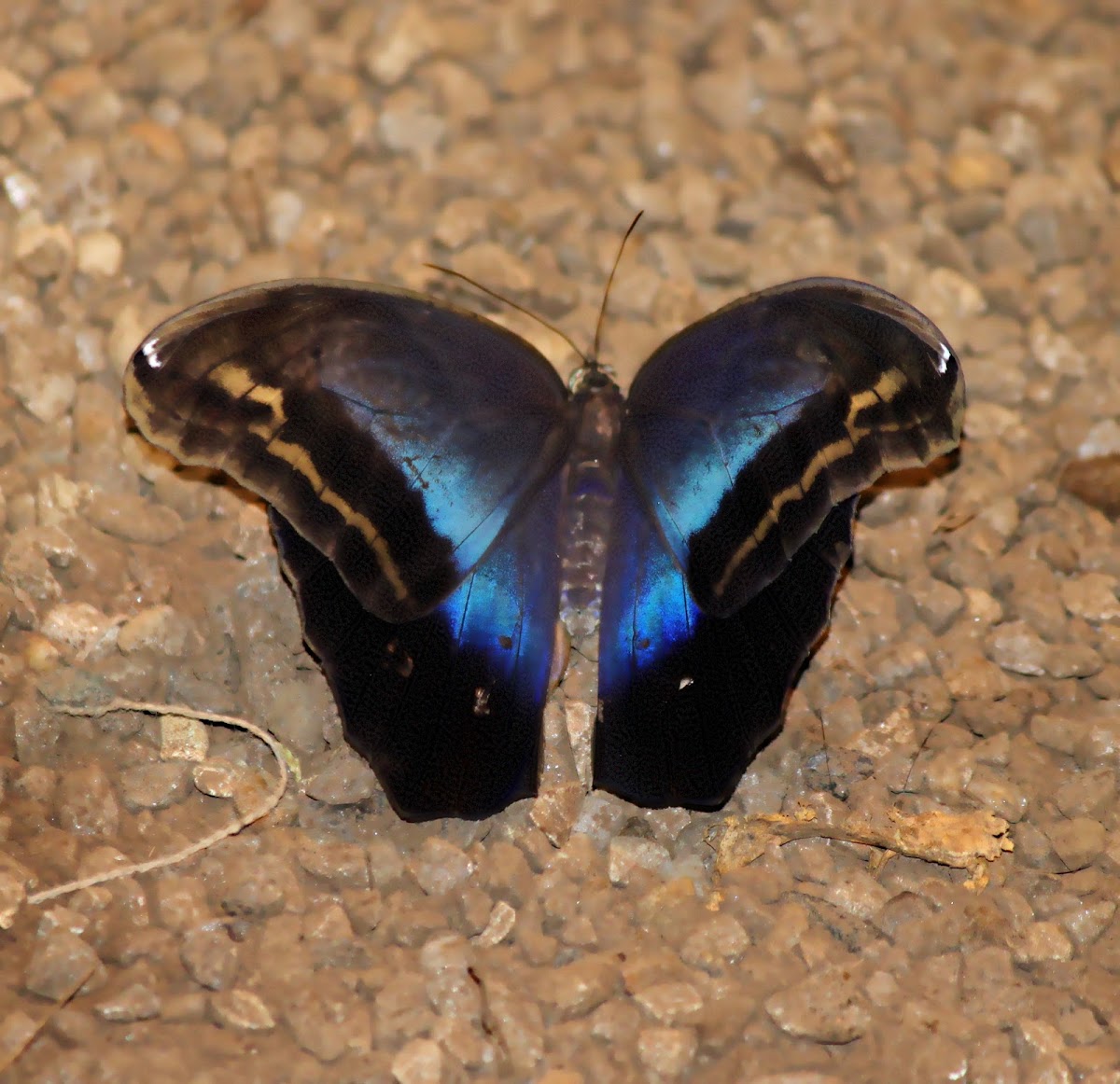 Eryphanis butterfly or Automedon Giant Owl