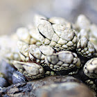 Goose barnacle