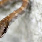 Dryad snake