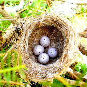 by Adnan Mirani - Nature Up Close Hives & Nests