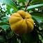 Camellia (fruit)