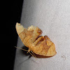 Grapevine Looper (Eulithis sp.)