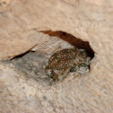 Arizona toad