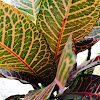 variegated croton