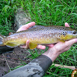 Brown Trout by Dan Duda -  