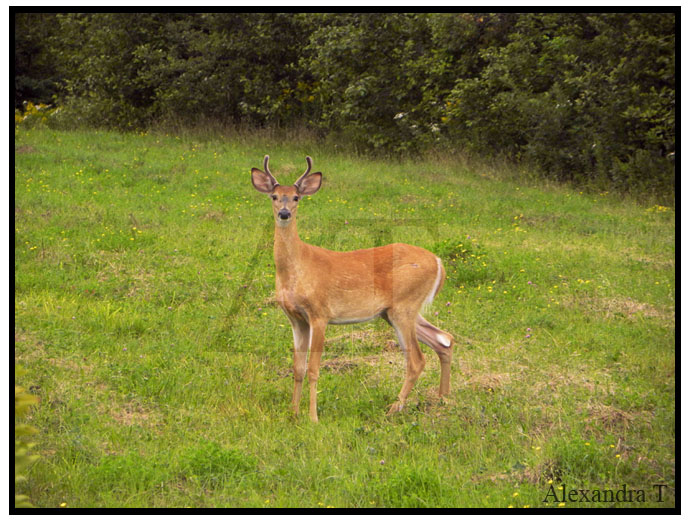 White-Tailed Deer