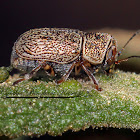Scriptured Leaf Beetle