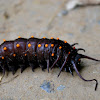 Pipevine Swallowtail (larvae)
