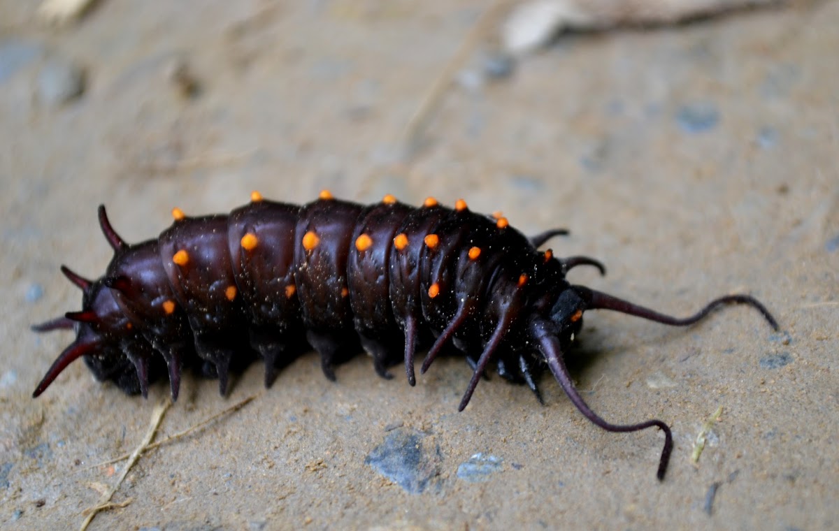 Pipevine Swallowtail (larvae)