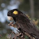 Yellow Tailed Black Cockatoo