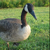 Goose