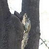 Grey-headed Woodpecker (female)