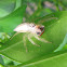 Two-striped Jumper Spider ( Female )