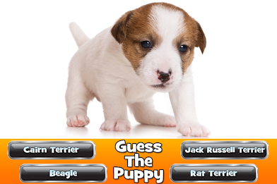 Guess The Puppy 2 Trivia Game poster 11