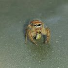 Cardinal Jumping Spider