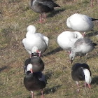 Snow Goose