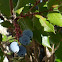 Oregon-grape