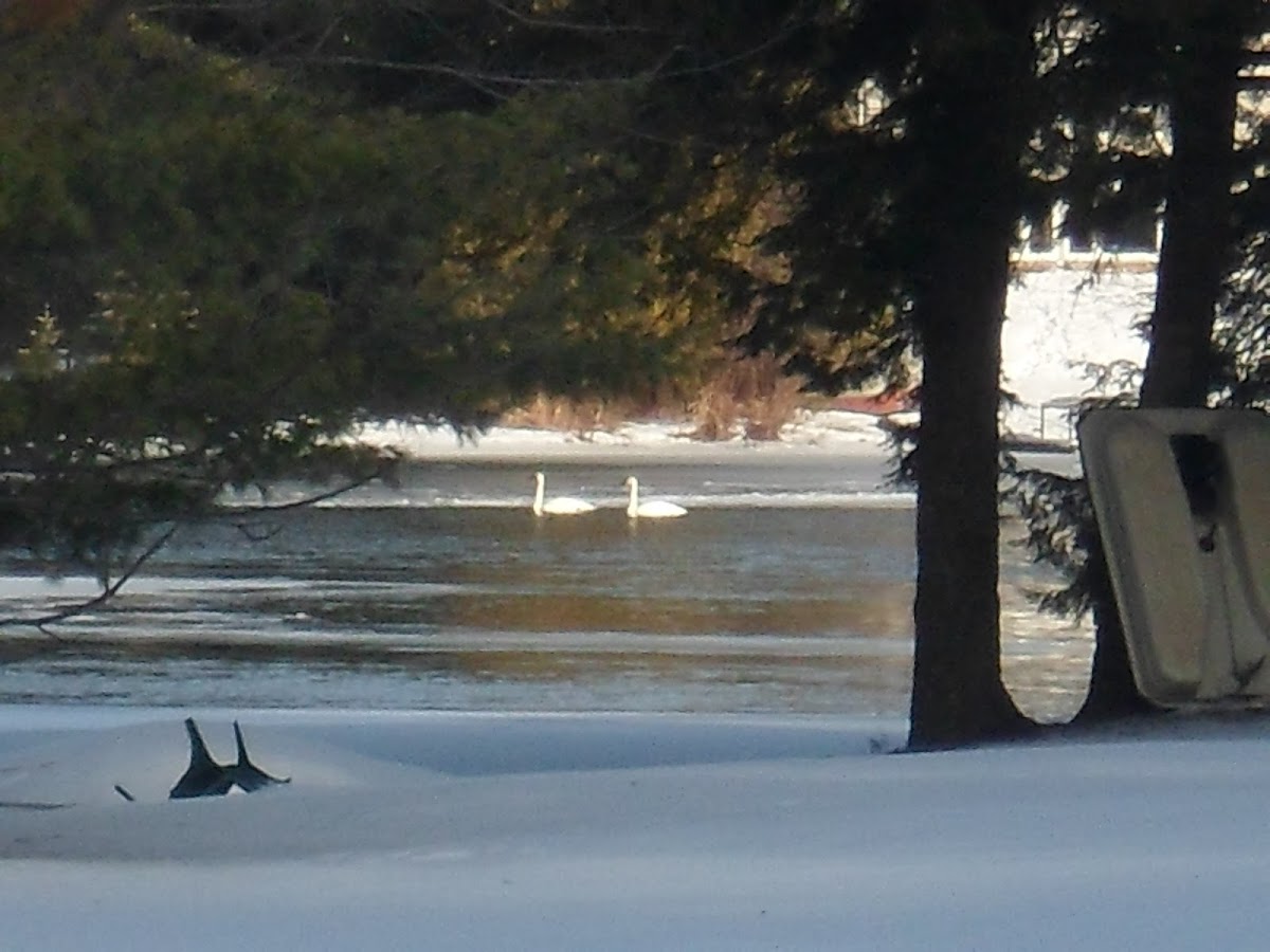 Trumpeter Swan