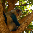 Samango monkey